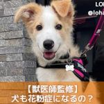 犬にスイカをあげても大丈夫 食べていい理由3つ 注意点4つ