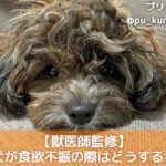 犬に炭酸水を飲ませても大丈夫 炭酸風呂や炭酸シャンプーなども紹介