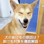 犬にスイカをあげても大丈夫 食べていい理由3つ 注意点4つ