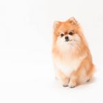 犬がほうれん草を食べても大丈夫 与え方や注意点 レシピを解説