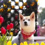 獣医師監修 犬の疥癬 かいせん とは レボリューションなどの治療薬を解説