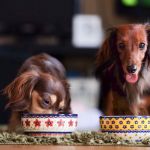 獣医師監修 犬の疥癬 かいせん とは レボリューションなどの治療薬を解説