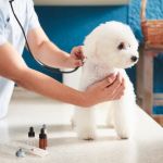 犬がほうれん草を食べても大丈夫 与え方や注意点 レシピを解説