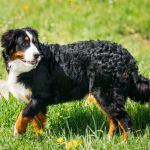 獣医師監修 犬の胃捻転とは 原因から症状 治療費 予防まで解説