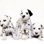 獣医師監修 犬の胃捻転とは 原因から症状 治療費 予防まで解説