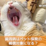 獣医師監修 犬の包皮炎とは 治療法は薬や洗浄 消毒 包皮炎について徹底解説