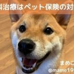 獣医師執筆 犬や猫の誤飲はペット保険の対象 手術費用なども解説