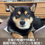 獣医師監修 豆柴の平均 最高寿命は 柴犬との違いや長生きのコツ 保険も解説