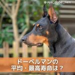 ドーベルマンの性格や特徴は 飼い方のコツや寿命 価格等も解説