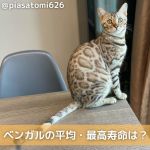ベンガル猫の性格や特徴は 飼い方や価格 しつけや病気も解説