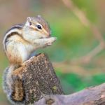 シマリスの性格や特徴は 購入方法や選び方 ペット保険について解説