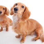 犬が夜に吠えてうるさい 吠える理由や対処法について解説