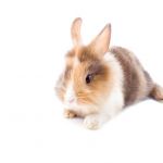 うさぎの誤飲 誤食の対処法を解説 死亡する危険もあり注意が必要