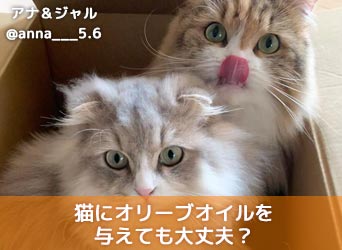 猫にオリーブオイルを与えても大丈夫 与える効果や与え方を解説