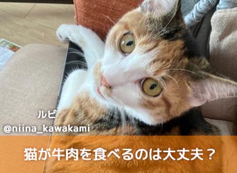 猫が牛肉を食べるのは大丈夫？与え方や量、部位、注意点について解説