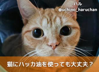 猫にハッカ油を使っても大丈夫 ハッカ油中毒の症状や危険性を解説