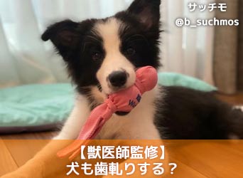 獣医師監修 犬も歯軋りする 歯ぎしりの原因や対処法 考えられる病気を解説 Moffme 獣医師監修 犬も歯軋りする 歯ぎしりの原因や対処法 考えられる病気を解説 Moffme