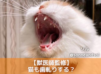 獣医師監修】猫も歯軋りする？歯軋りの詳しい原因と対処法、考えられる 