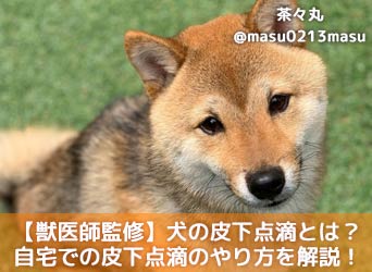 獣医師監修 犬の皮下点滴とは 自宅での皮下点滴のやり方やコツを解説 Moffme