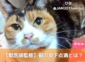 猫の皮下点滴とは 自宅での皮下点滴のやり方やコツ 注意点を解説