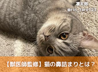 獣医師監修 猫の鼻詰まりとは 原因や考えられる病気 対処法 治療法を解説