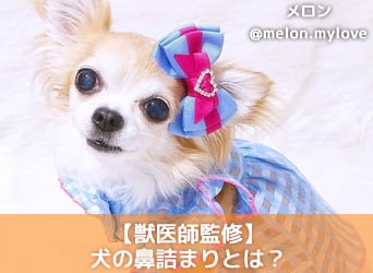 獣医師監修 犬の鼻詰まりとは 原因や考えられる病気 対処法 治療法を解説 Moffme