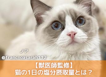 獣医師監修】猫の1日の塩分摂取量とは？摂取量により腎臓病等の病気の 