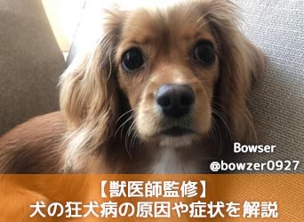 獣医師監修 犬の狂犬病とは 原因や症状 予防法 ワクチン注射と登録方法を解説