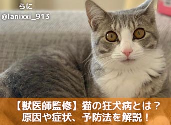 獣医師監修】猫の狂犬病とは？原因や症状、治療法と予防法、ワクチン 