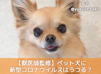 獣医師監修 ペットの犬に新型コロナウイルスはうつる 犬への感染予防法も解説