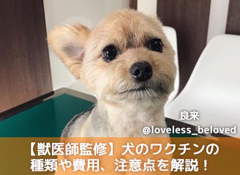 獣医師監修 犬の予防接種とは ワクチンの種類や費用 打つ回数と注意点を解説