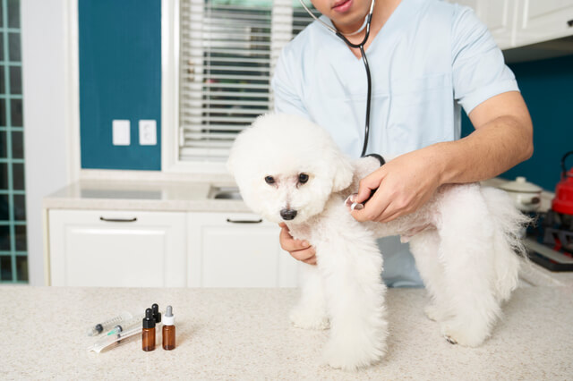 犬の毛が抜けるのはストレスが原因 ストレス性脱毛症と対処法を解説