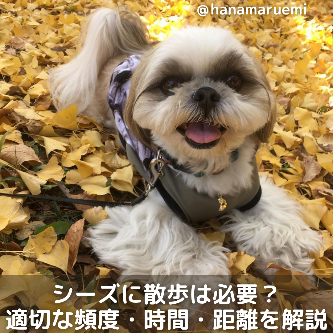 シーズーに散歩は必要 適切な散歩の頻度 時間 距離を詳しく解説 Moffme シーズーに散歩は必要 適切な散歩の頻度 時間 距離を詳しく解説 Moffme