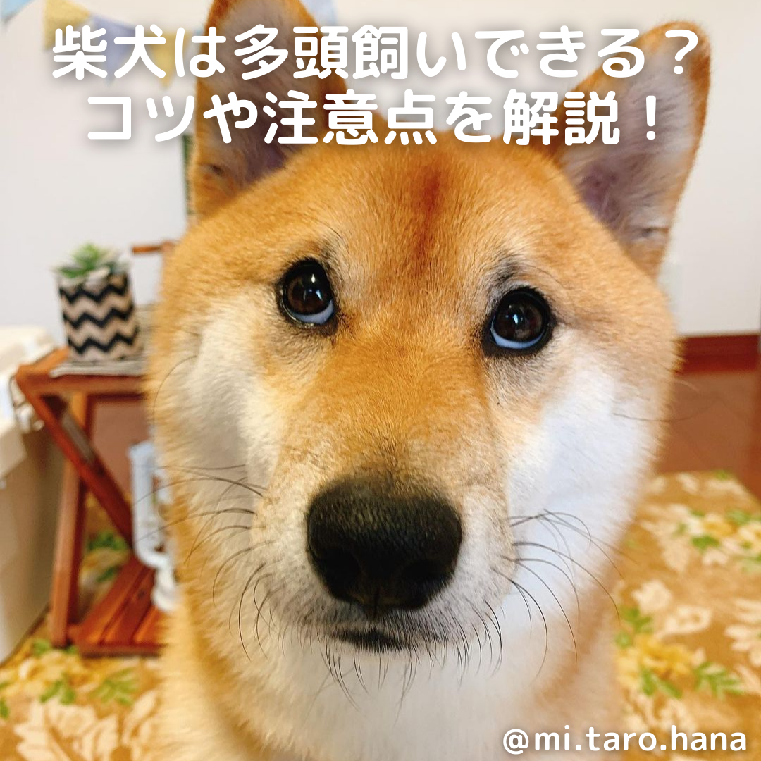 柴犬は多頭飼いできる 多頭飼いのコツや注意点 相性について解説 Moffme