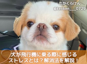 犬が飛行機に乗る際に感じるストレスとは 解消法や注意点を解説