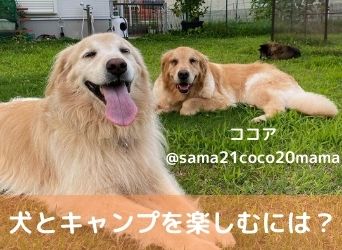 犬とキャンプをストレスなく楽しむには 注意点や便利グッズを解説