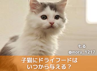 子猫にドライフードはいつから与える 与え方や量 ランキングも解説