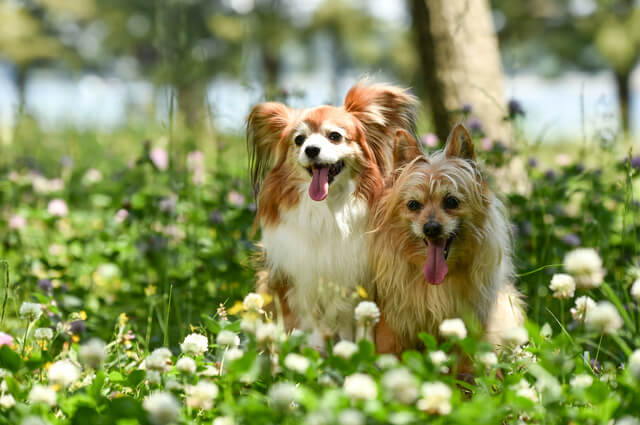 犬の息が荒いのはストレスが原因 ストレス解消法や病気について解説