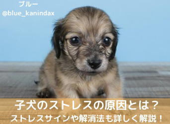 子犬のストレスの原因とは ストレスサインや解消法も詳しく解説 Moffme