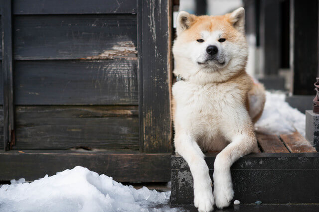 老犬は目やにが多い 目やにの原因や取り方 病気の対処法を解説 Moffme