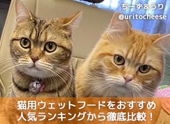 猫用ウェットフードをおすすめ人気ランキング 口コミから徹底比較