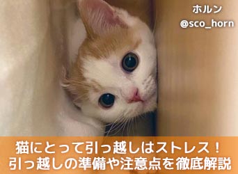 猫にとって引っ越しはストレス 引っ越し前の準備や注意点を徹底解説