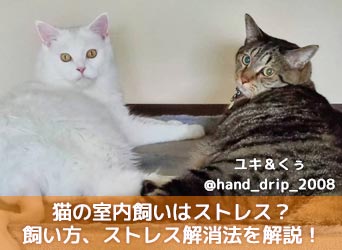 猫の室内飼いはストレス？失敗しない飼い方、ストレス解消法を解説！