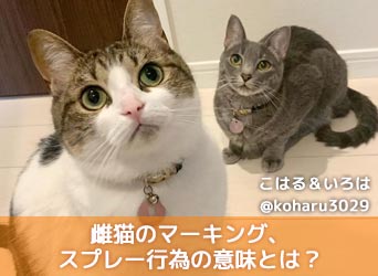 雌猫のマーキング スプレー行為の意味とは 原因や対処法等を解説