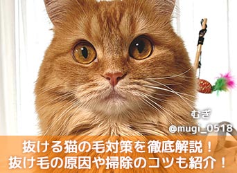 抜ける猫の毛対策を徹底解説！抜け毛が多い原因や掃除のコツも紹介！