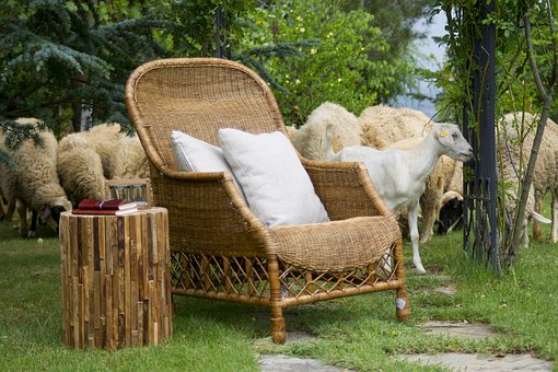 【獣医師監修】犬の鼻詰まりとは？原因や考えられる病気、対処法・治療法を解説！のサムネイル画像