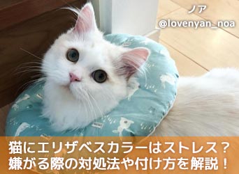 猫にエリザベスカラーはストレス 嫌がる際の対処法や付け方を解説