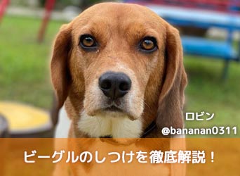 ビーグルのしつけを徹底解説 しつけのコツや問題行動の対策とは ビーグルのしつけを徹底解説 しつけのコツや問題行動の対策とは