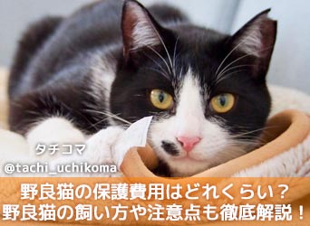 野良猫の保護費用はどれくらい？野良猫の飼い方や注意点も徹底解説！