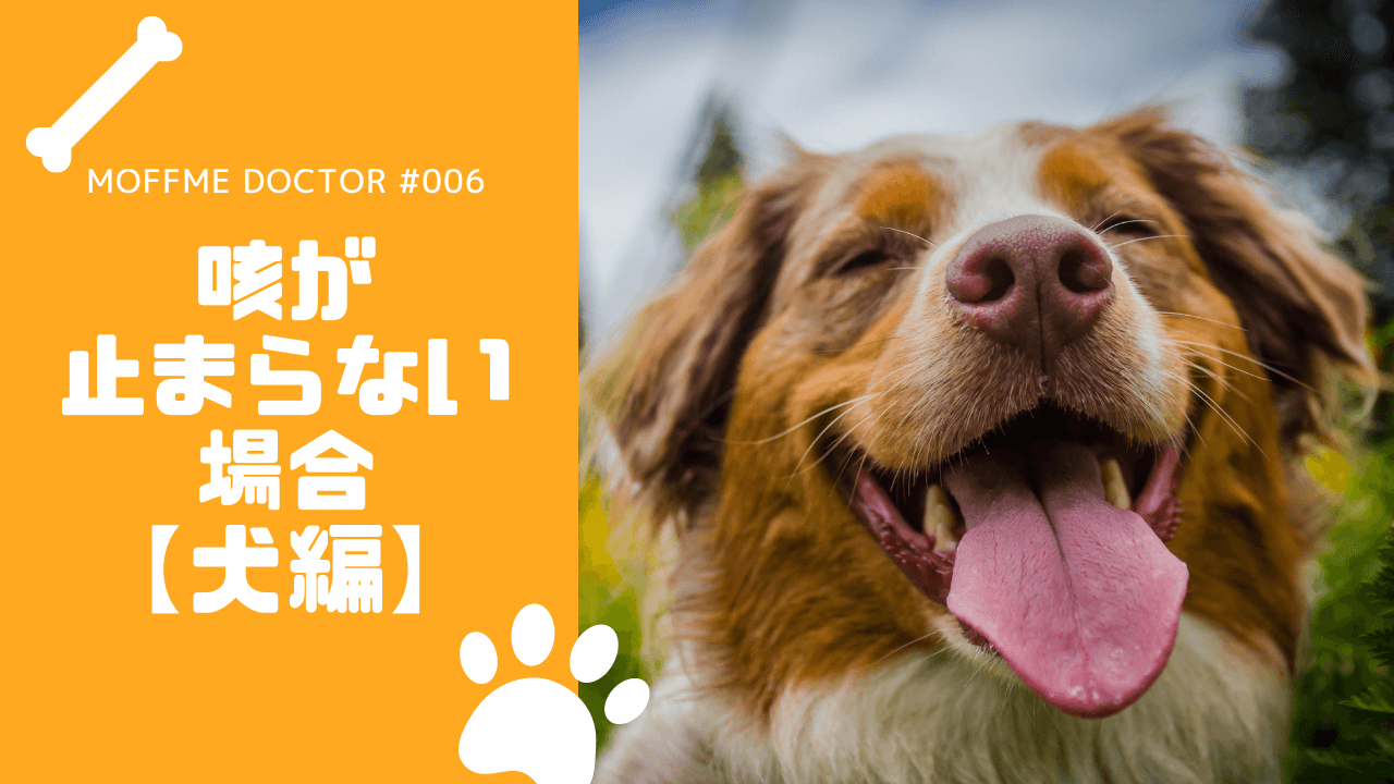 Moffme Doctor Dog 咳が止まらない どうすれば良い Moffme